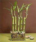 Adana seyhan ieki bambu ans bambusu saks iei i mekan bitkileri ss bitkisi
