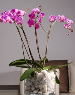 vazo ierisinde tek dal saks orkide iei bitkisi adana iek gnderimi 