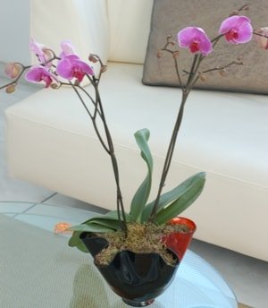 vazo ierisinde tek dal saks orkide iei adana iek anneler gn 