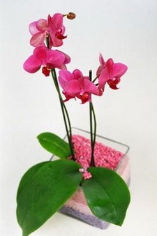 vazo ierisinde tek dal saks orkide iei adana iek retmenler gn 
